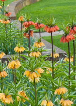 X   10 FRITILLARIA IMP. RUBRA MAXIMA 24/+