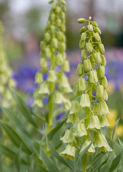 X   25 FRITILLARIA PERSICA IVORY BELLS 20/+