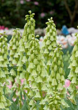 X   25 FRITILLARIA PERSICA IVORY BELLS 20/+