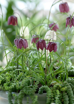 X 100 FRITILLARIA MELEAGRIS MIX 6/7