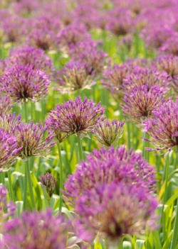 X 100 ALLIUM PURPLE RAIN 12/14