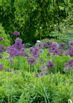X 100 ALLIUM PURPLE RAIN 12/14