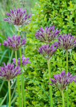 X 100 ALLIUM PURPLE RAIN 12/14