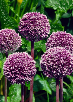 X   25 ALLIUM SUMMER DRUMMER 12/+