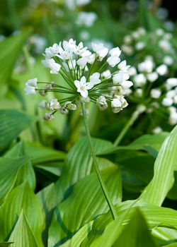 X 100 ALLIUM COWANII 5/+