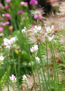 X 100 ALLIUM NEAPOLITANUM 4/+