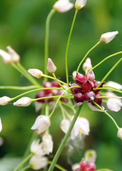 X 100 ALLIUM ROSEUM 5/+