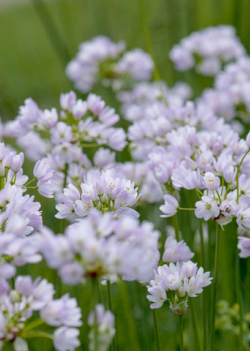 X 100 ALLIUM ROSEUM 5/+