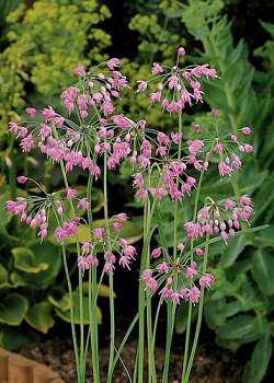 X 100 ALLIUM CERNUUM I
