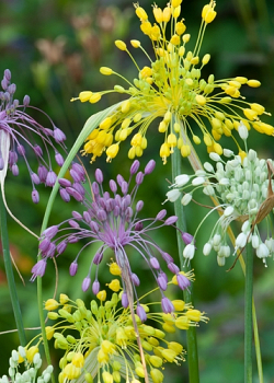 X 100 ALLIUM FLAVUM I