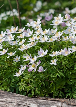 X 100 ANEMONE SPECIES NEMOROSA  I