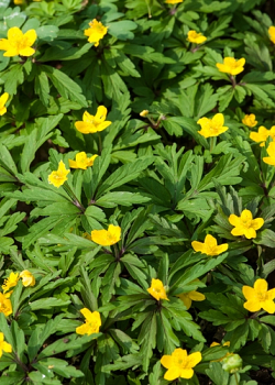 X 100 ANEMONE SPECIES RANUNCULOIDES I