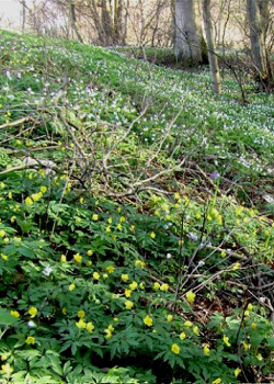 X 100 ANEMONE SPECIES RANUNCULOIDES I