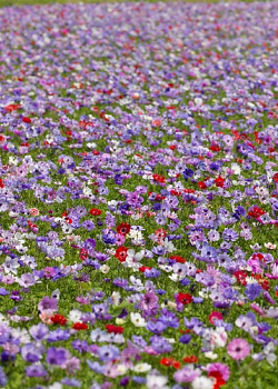 X 100 ANEMONE CORONARIA DE CAEN GEMENGD 5/6