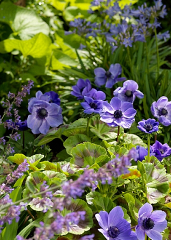 X 100 ANEMONE CORONARIA MR. FOKKER 5/6