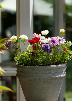 X 100 ANEMONE CORONARIA ST. BRIGID GEMENGD 5/6