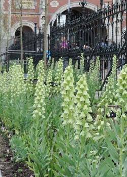 X   25 FRITILLARIA PERSICA IVORY BELLS 20/+