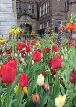 X   25 FRITILLARIA IMP. AURORA 24/+