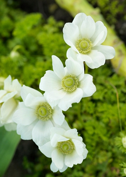 X 100 ANEMONE CORONARIA BRIDE 5/6