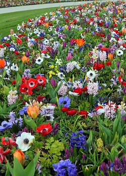 X 100 ANEMONE CORONARIA DE CAEN MIX 5/6