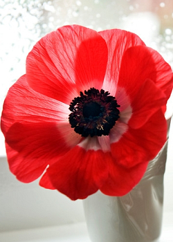 X 100 ANEMONE CORONARIA HOLLANDIA 5/6