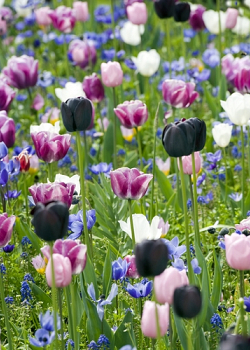 X 100 ANEMONE CORONARIA MR. FOKKER 5/6