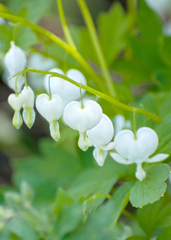 X 25 DICENTRA SPECTABILIS ALBA 2/3