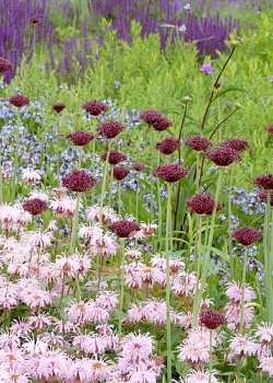 X 100 ALLIUM ATROPURPUREUM 10/+