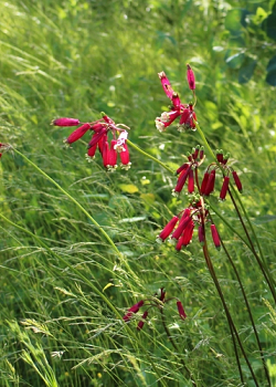 X 100 DICHELOSTEMMA IDA-MAIA 5/+