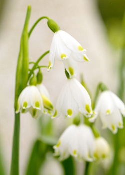 X 100 LEUCOJUM VERNUM I