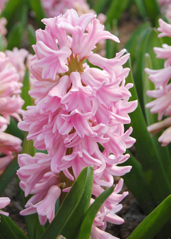 X   50 HYACINTHUS PINK SURPRISE 15/16