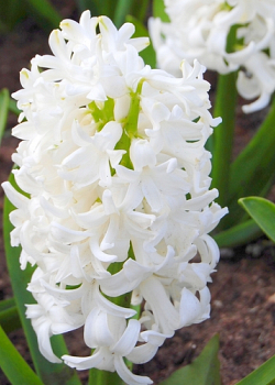 X   50 HYACINTHUS WHITE PEARL 15/16