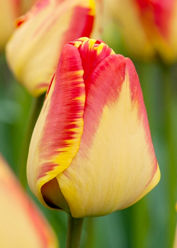 X 100 TULIPA BANJA LUKA 11/12