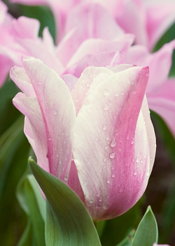 X 100 TULIPA MISTRESS MYSTIC 11/12