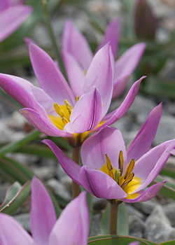 X 100 TULIPA PULCHELLA HUMILIS 6/+