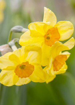 X 100 NARCISSUS GOLDEN DAWN 12/14