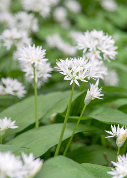 X 100 ALLIUM URSINUM I