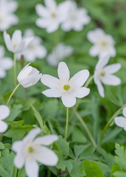 X 100 ANEMONE SPECIES NEMOROSA  I