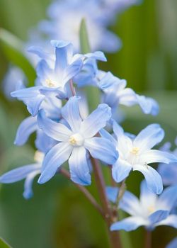 X 100 CHIONODOXA FORBESII BLUE GIANT 5/+