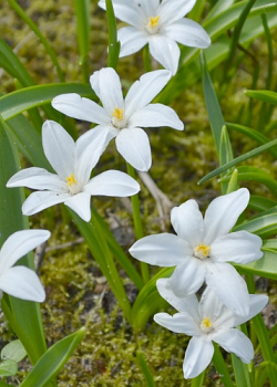 X 100 CHIONODOXA LUCILIAE ALBA 5/+