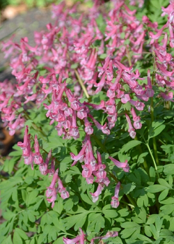 X 100 CORYDALIS SOLIDA BETH EVANS 6/+