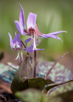 X   50 ERYTHRONIUM DENS-CANIS GEMENGD I