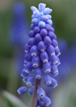 X 100 MUSCARI BOTRYOIDES SUPERSTAR 6/+