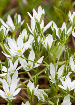 X 100 ORNITHOGALUM UMBELLATUM 6/+