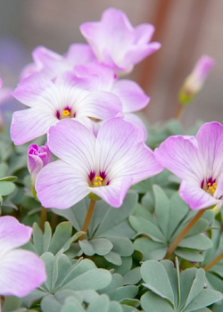 X 100 OXALIS ADENOPHYLLA 6/+