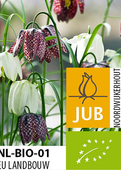 X 100 BIO FRITILLARIA MELEAGRIS 5/+