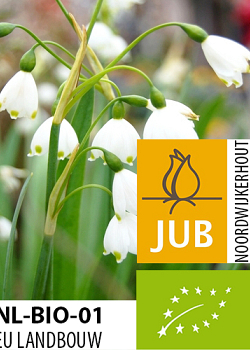 X   50 BIO LEUCOJUM GRAVETYE GIANT 10/12