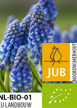 X 100 BIO MUSCARI ARMENIACUM 7/8