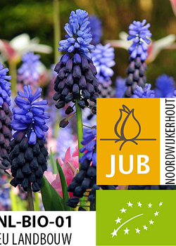 X 100 BIO MUSCARI LATIFOLIUM 5/+