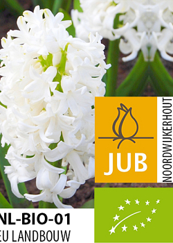 X   50 BIO HYACINTHUS WHITE PEARL 15/17